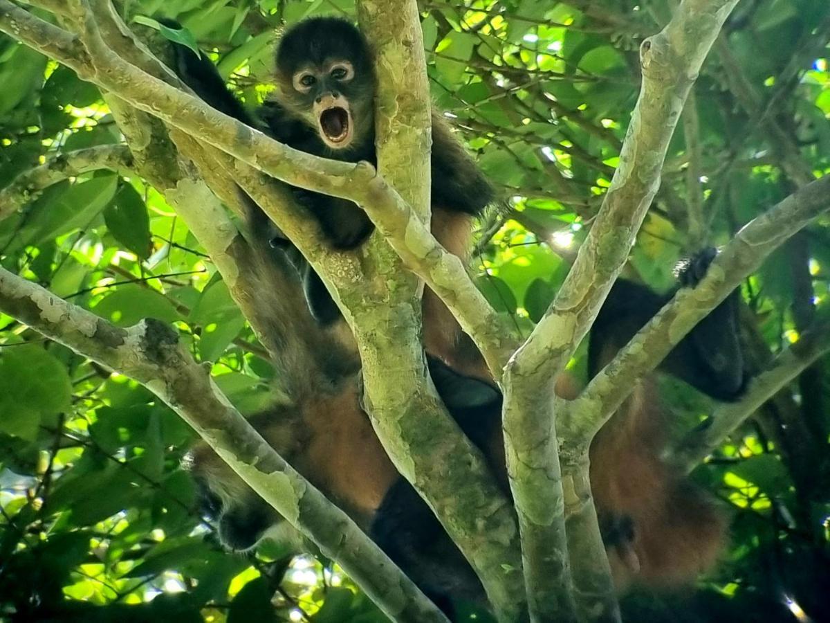Отель Wildlife Art Тортугеро Экстерьер фото