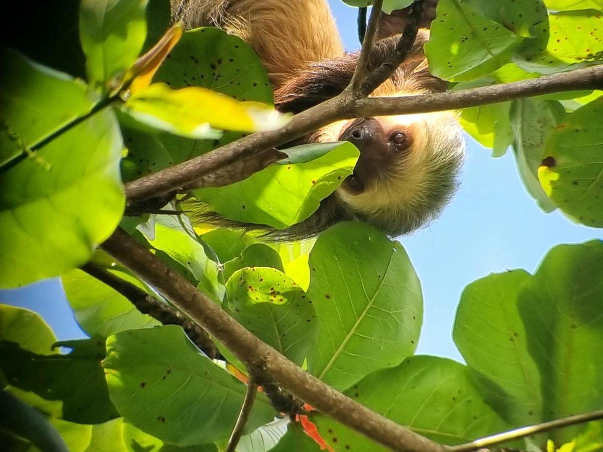 Отель Wildlife Art Тортугеро Экстерьер фото