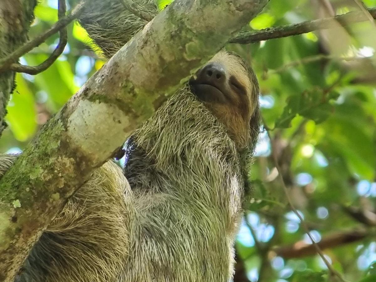 Отель Wildlife Art Тортугеро Экстерьер фото